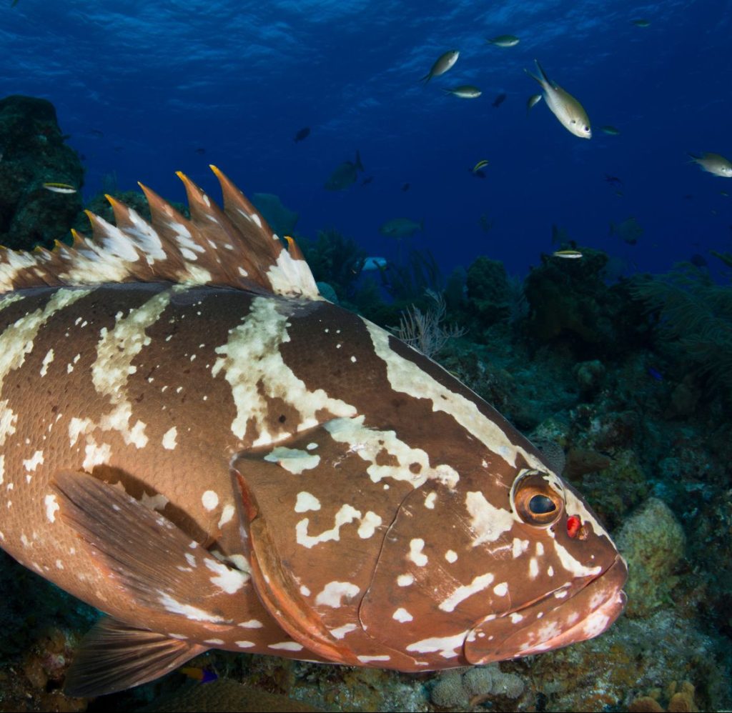 Nassau grouper