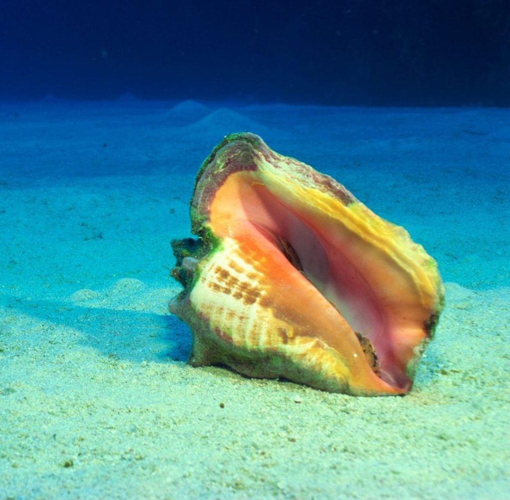 Queen conch