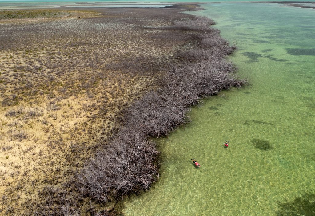 Decaying mangroves in the wake of Hurricane Dorian, highlighting the urgent need for restoration.