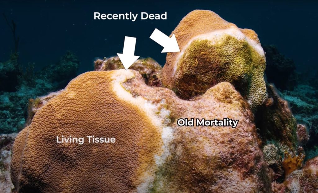 A star coral colony infected with the deadly Stony Coral Tissue Loss Disease in The Bahamas.