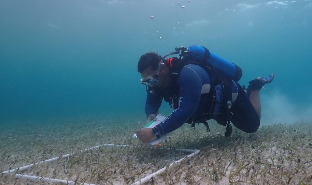 Lindy Knowles from the Bahamas National Trust conducting a survey of seagrass beds in the pristine waters of Little Inagua, as part of an expedition to assess and protect vital marine habitats.