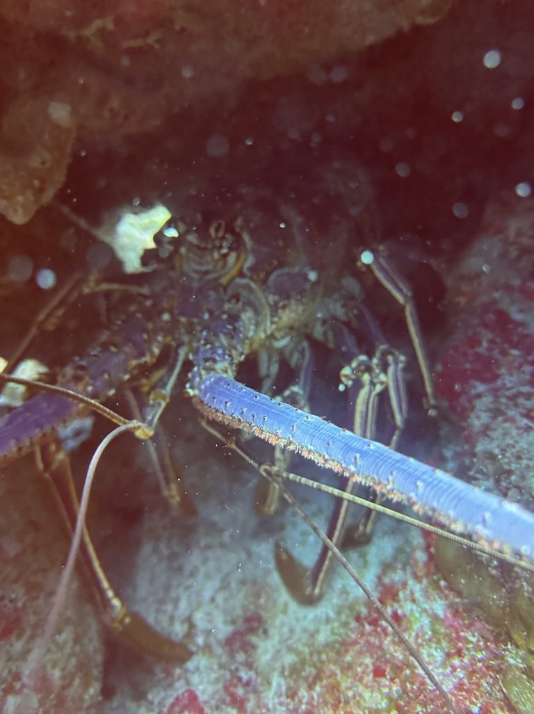 Spiny lobster