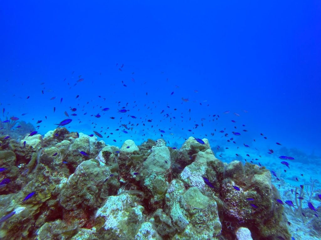 All kinds of fish and a spiny lobster observed in the thriving marine ecosystem of Little Inagua, highlighting the area's rich biodiversity and the success of conservation efforts