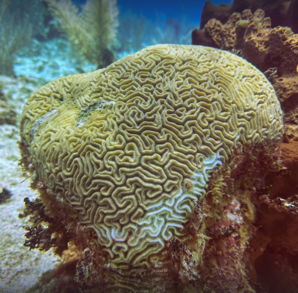 A coral affected by stony coral tissue loss disease (SCTLD) in Little Inagua.