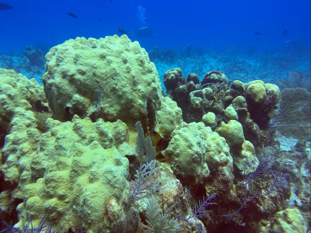 Thriving boulder star corals in Little Inagua's protected waters, showcasing the resilience and beauty of healthy coral colonies amidst environmental challenges.