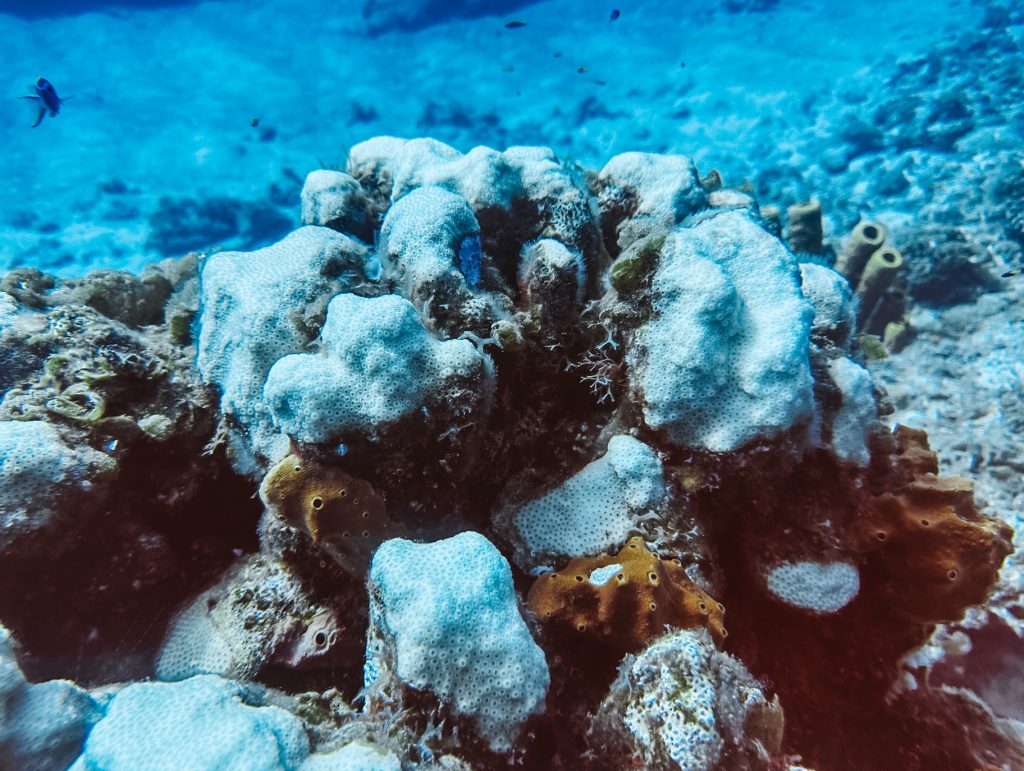 In contrast, bleached star coral colonies in Little Inagua show the severe impact of environmental stressors on marine ecosystems