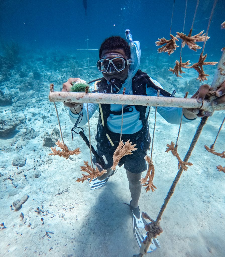 Mikai Nottage, a Rising Tides student, diligently cleaning and maintaining a coral nursery off New Providence as part of his PADI Reef Rescue Diver training.