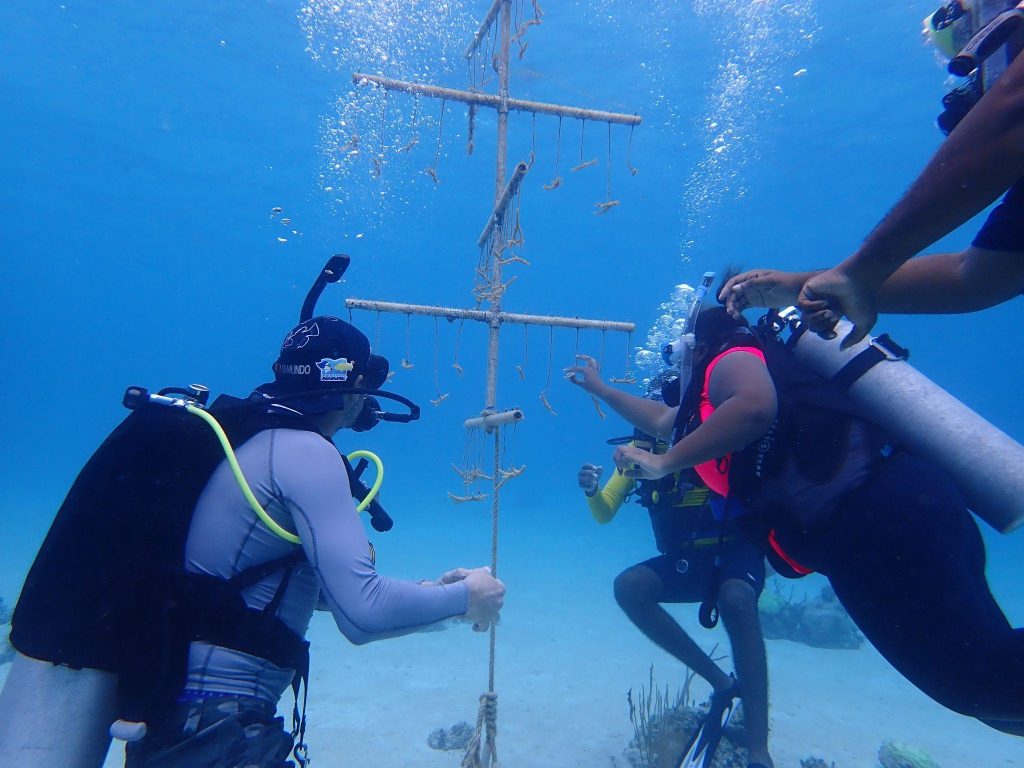 Government Officials Inspect a Vital Coral Nursery: Fostering New Life for Endangered Staghorn Coral in The Bahamas.