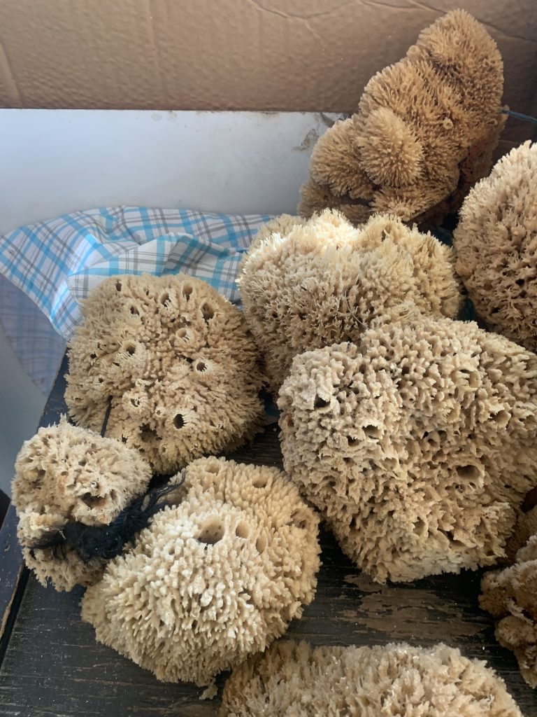 From sea to shelf: These dried commercial sponges are used for everything from bathing and cleaning to art and decor, showing just how much the ocean contributes to our daily lives.