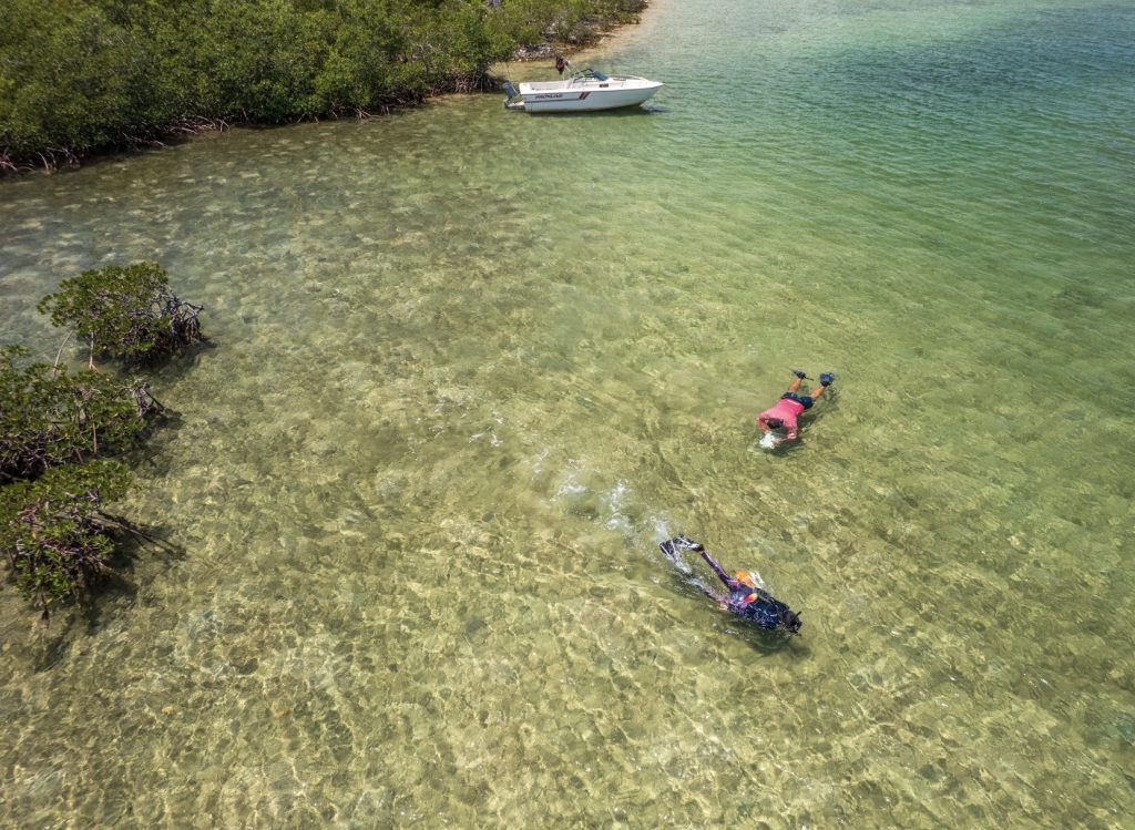 Mangrove Monitoring