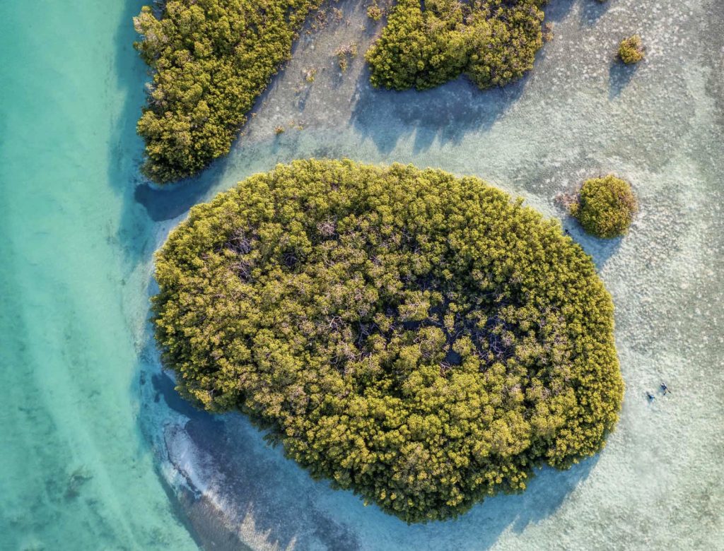 Mangrove research