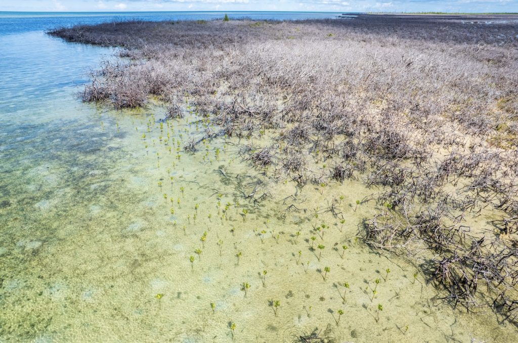 Newly planted mangroves growing alongside dead mangroves from Hurricane Dorian, symbolizing hope for restoration.