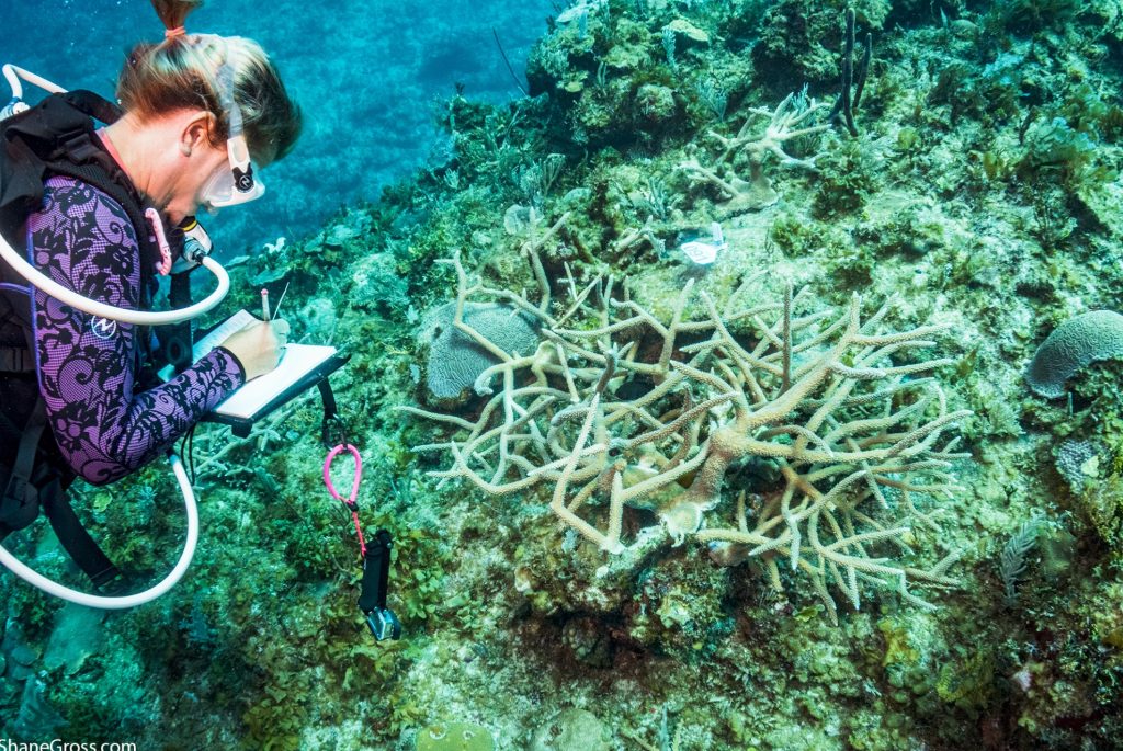 PIMS scientist surveys recently planted critically endangered staghorn coral colonies.