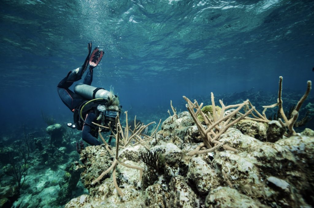 Lily Haines, PIMS Communications and Marketing Manager, carefully plants staghorn coral off the shores of Nassau. Through our Reef Rescue Network, we’re working to restore staghorn and elkhorn coral across The Bahamas and the wider Caribbean, building resilient reefs for future generations.