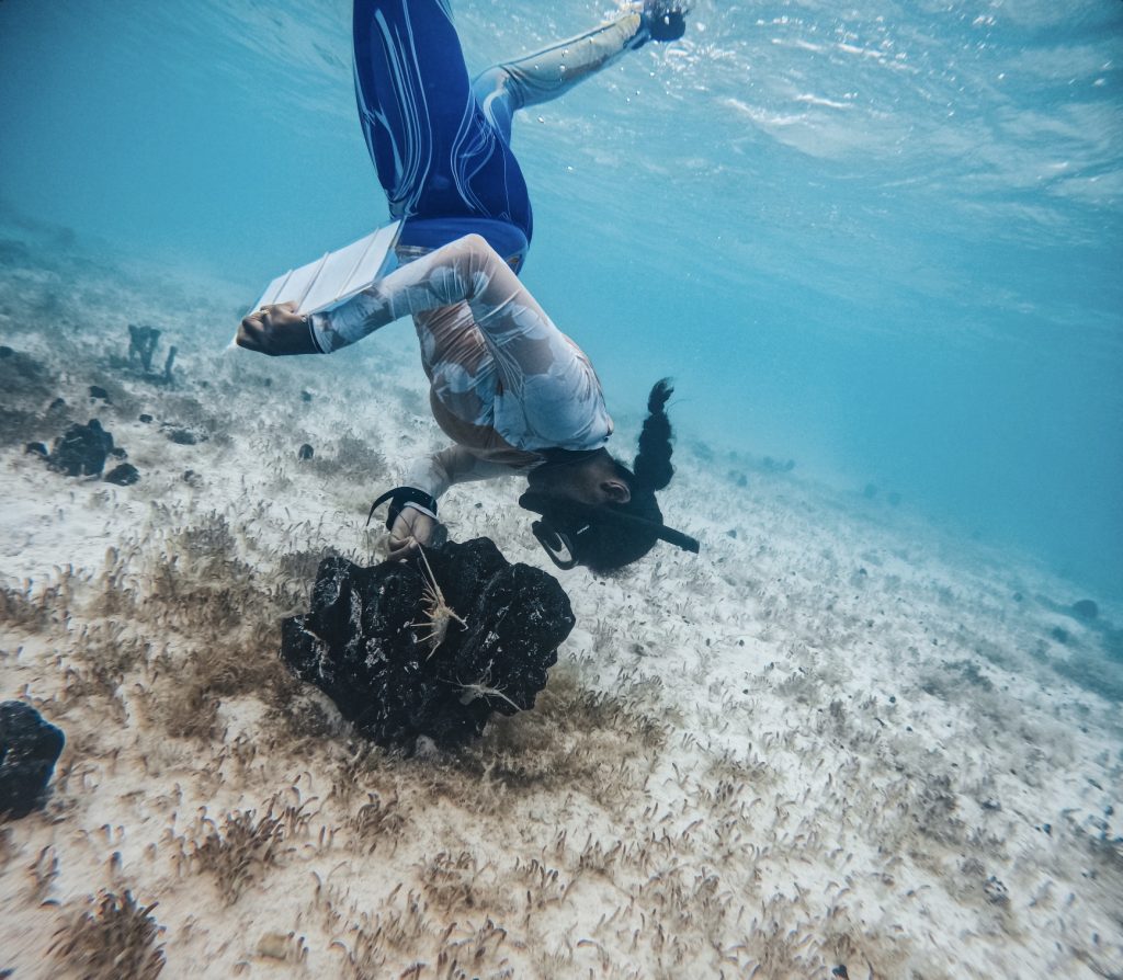 Marine scientist Dr. Krista Sherman dives into the clear Bahamian waters, carefully inspecting a vibrant sponge – a crucial step in assessing the health of this marine habitat.