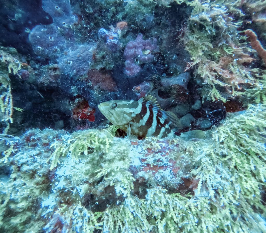 A Nassau grouper hides beneath a rocky ledge in the Exuma Cays Land and Sea Park.