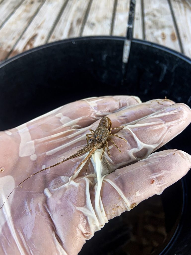 A tiny juvenile crawfish cradled in the palm—an up-close look at the future of our marine ecosystems. Protecting these young ones is essential for sustaining vibrant, healthy fisheries.