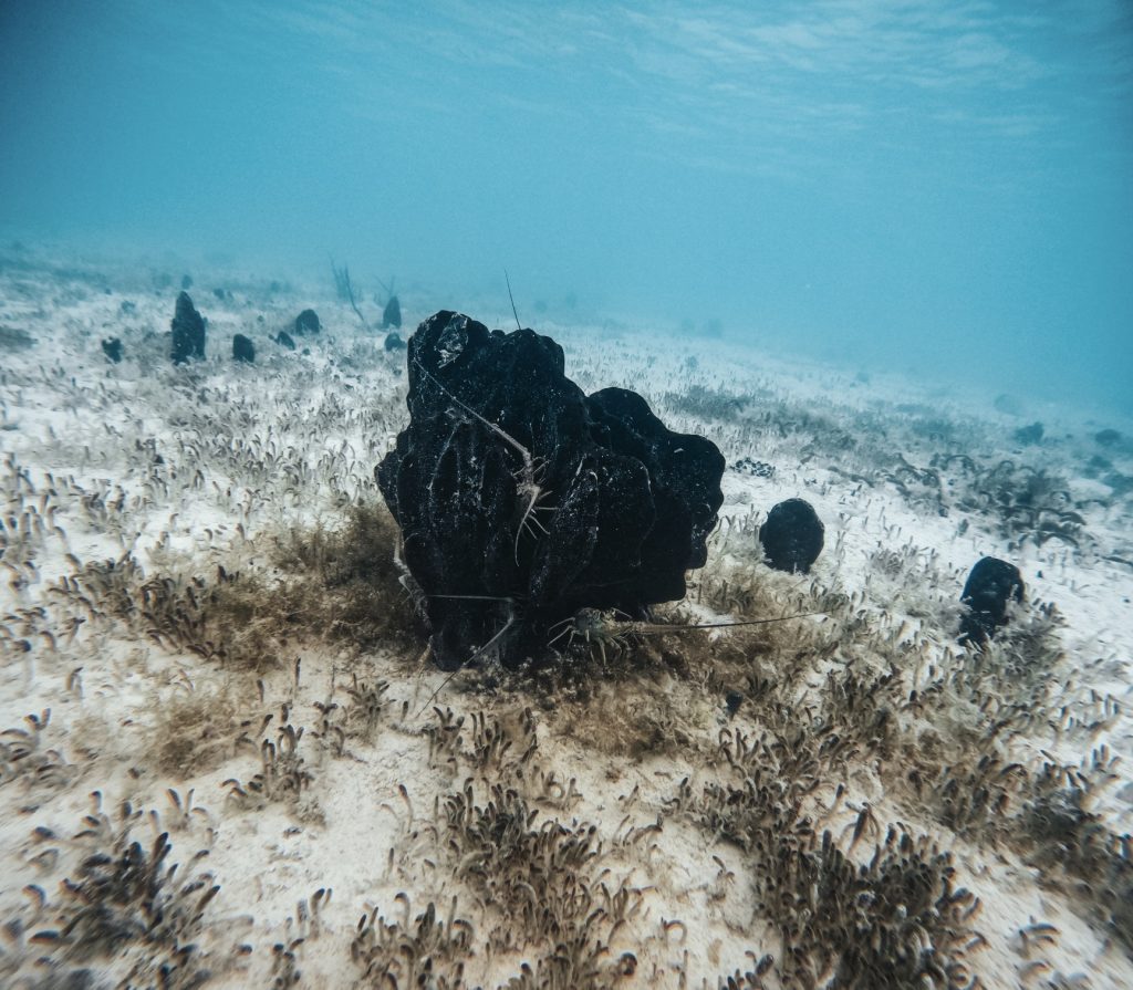 A sponge on the seafloor serves as the perfect hideout for juvenile crawfish, showcasing the incredible role sponges play in supporting marine life. Protecting habitats like this is key to sustaining healthy fisheries.