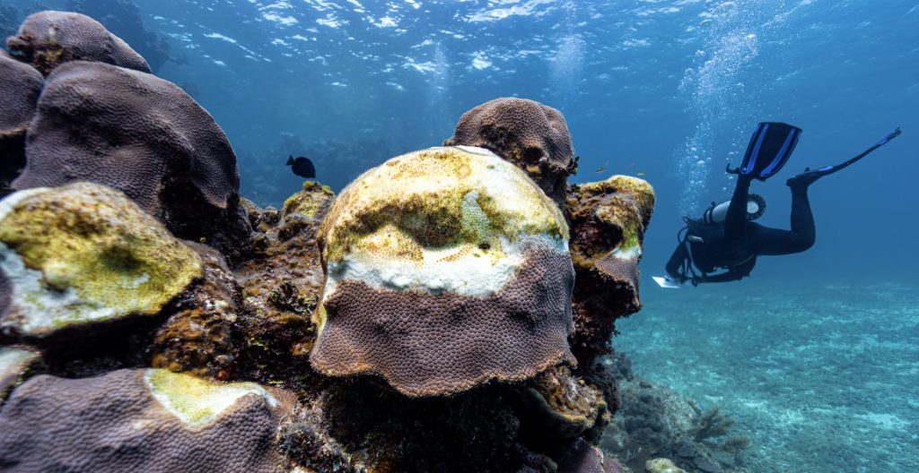 Face to Face with a Crisis: A diver explores SCTLD-affected star coral colonies in The Bahamas, witnessing firsthand the devastating impact of this fast-spreading coral disease. Every dive reminds us of the urgent need for action to protect and restore these fragile ecosystems.