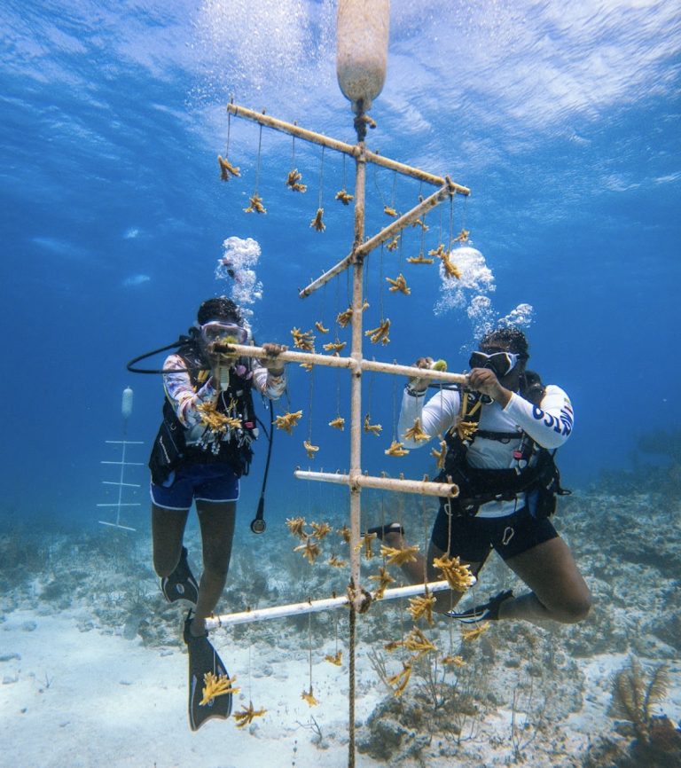 Restoring Our Reefs: Our interns diligently cleaning the coral nursery in New Providence, The Bahamas, contributing to the vital conservation of marine ecosystems