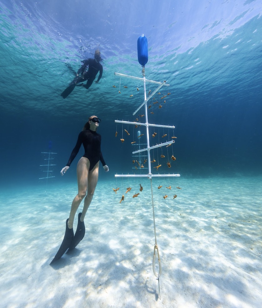 Freediving tourists explore a thriving coral nursery—a glimpse into the powerful role tourism can play in reef restoration. By engaging the private sector, we can transform eco-tourism into a force for conservation, where businesses and travelers alike contribute to the health and resilience of coral reefs.