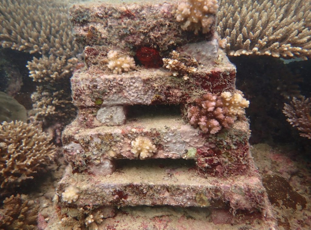 An ARM teeming with new coral recruits and a diversity of marine life, highlighting reef recovery and biodiversity