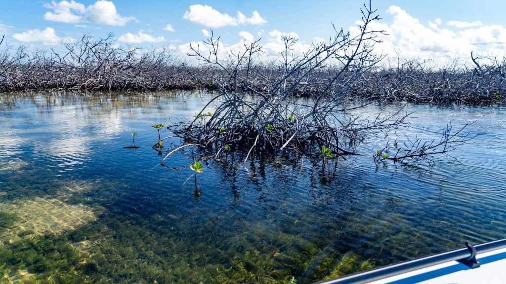 Life finds a way: young mangroves rise defiantly from the ashes of destruction, bringing hope to the Marls.