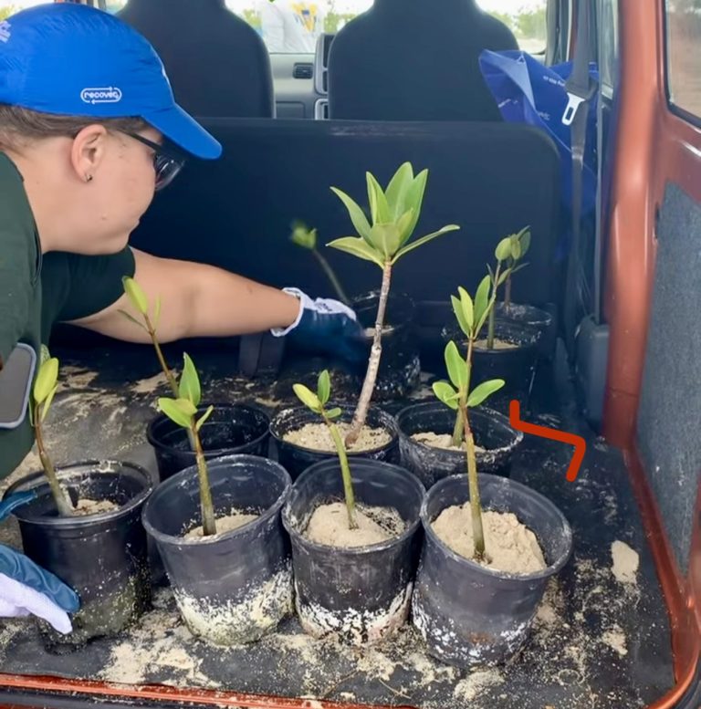 The hands behind the mission: Danielle Cartwright prepares the next generation of mangroves, ensuring every seedling finds its home.