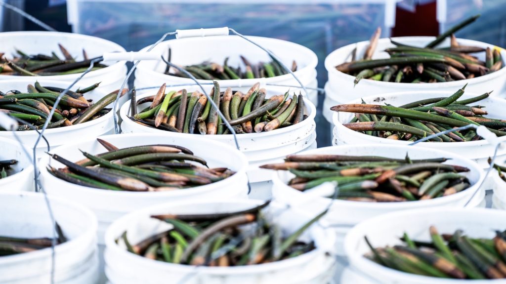 Buckets of potential: Prior to planting, each propagule here holds the promise of cleaner air, stronger coasts, and thriving ecosystems.